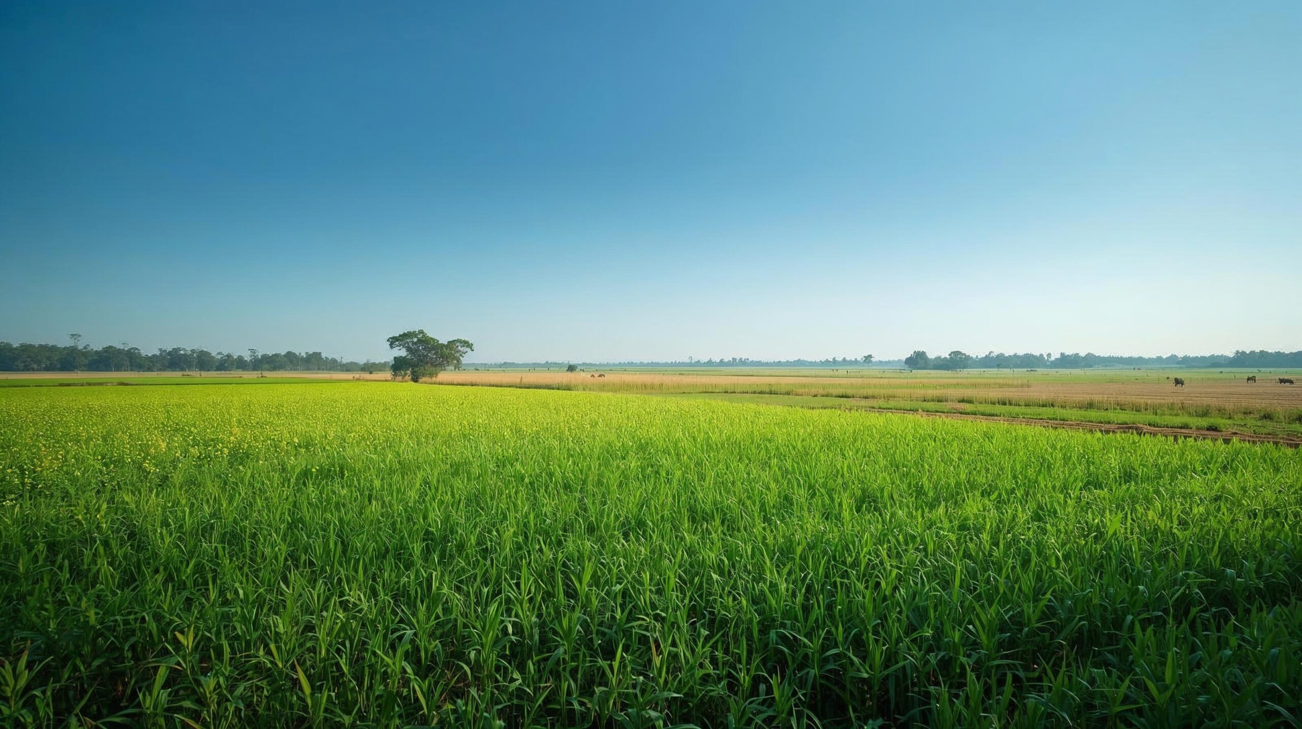 Large Silobag in Field